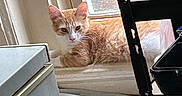 Sarabi is registered to the contest to win money with this photo: animal, cat, cozy, curious, daylight, domestic, fur, ginger_cat, household, indoor, orange, pet, pots, quiet, relaxed, resting, shelf, white, window, windowsill
