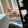 animal, cat, cozy, curious, daylight, domestic, fur, ginger_cat, household, indoor, orange, pet, pots, quiet, relaxed, resting, shelf, white, window, windowsill