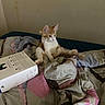 Sarabi is registered to the contest to win money with this photo: animal, bed, blanket, box, cat, cozy, curious, cute, domestic, feline, fur, indoor, kitten, messy, orange_and_white, pet, resting, sitting, soft, young