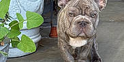 Kylo is registered to the contest to win money with this photo: dog, puppy, french_bulldog, brindle, pet, animal, portrait, outdoor, plant, planter, concrete, porch, leaf, greenery, young, face, ears, eyes, standing, cute