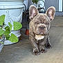 dog, puppy, french_bulldog, brindle, pet, animal, portrait, outdoor, plant, planter, concrete, porch, leaf, greenery, young, face, ears, eyes, standing, cute