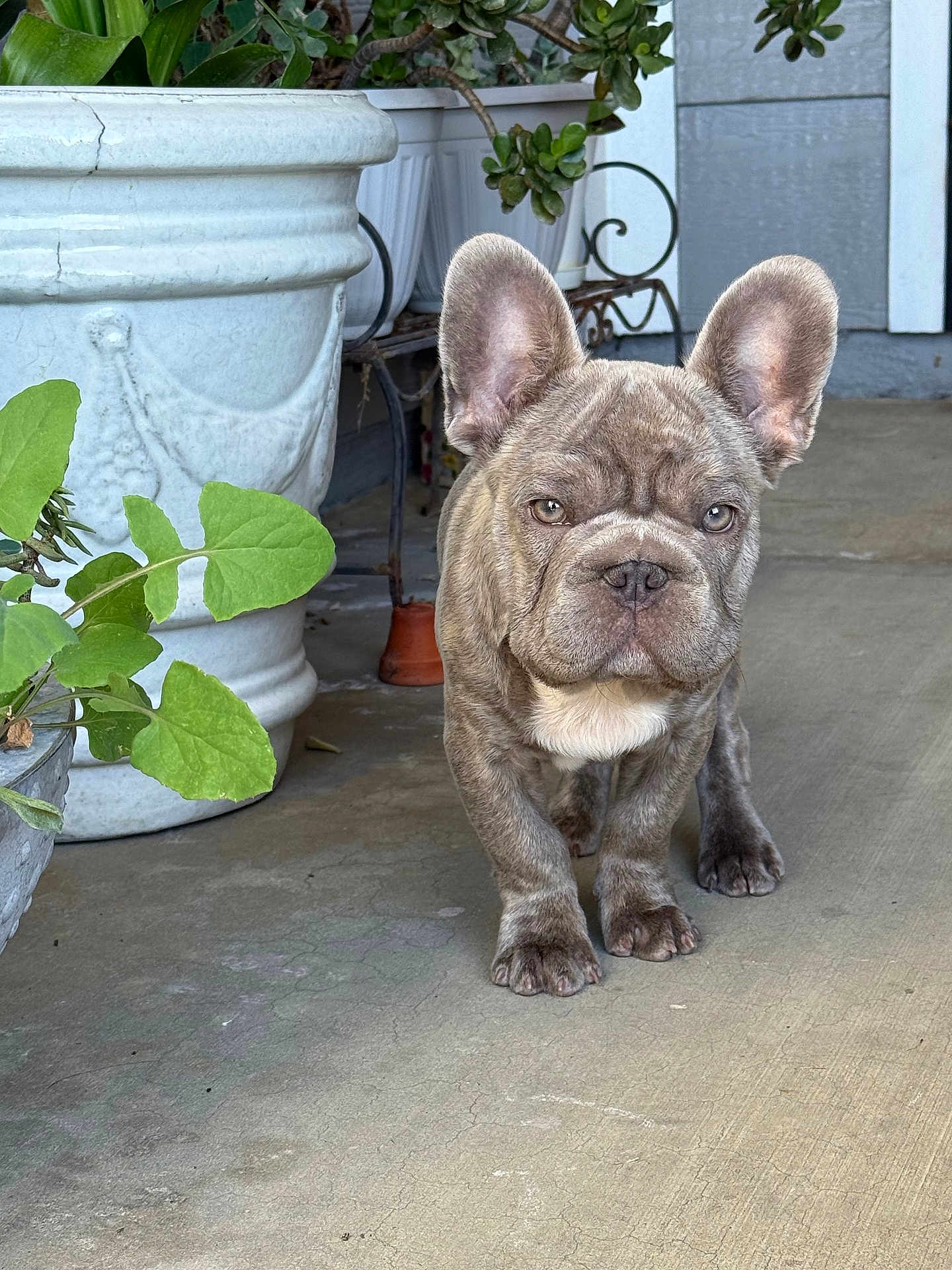 Kylo is registered to the contest to win money with this photo: dog, puppy, french_bulldog, brindle, pet, animal, portrait, outdoor, plant, planter, concrete, porch, leaf, greenery, young, face, ears, eyes, standing, cute
