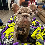 Kylo is registered to the contest to win money with this photo: dog, puppy, french_bulldog, blanket, indoor, child, person, couch, floor, fireplace, toy, collar, bell, nametag, curious, pet, home, living_room, colorful, playful