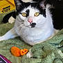 Joy is registered to the contest to win money with this photo: cat, feline, pet, black_and_white, tuxedo_cat, close_up, yellow_eyes, pink_nose, whiskers, paw, green_towel, orange_toy, mouse_toy, blanket, indoor, fur, ear, nose, container, home