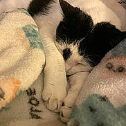 Joy is registered to the contest to win money with this photo: cat, sleeping_cat, black_and_white_cat, blanket, paw, whiskers, fur, cozy, nap, indoor, pet, closeup, bedding, soft_texture, feline, relaxed, portrait, domestic_animal, sleep, comfort