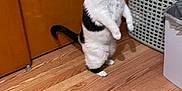 Joy joined the competition — help win amazing prizes! cat, black_and_white_cat, standing_on_hind_legs, curious, indoor, hardwood_floor, laundry_basket, rug, door, wooden_door, tail, whiskers, paws, pet, domestic_animal, looking_up, basket, flooring, home_interior, playful