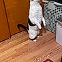 cat, black_and_white_cat, standing_on_hind_legs, curious, indoor, hardwood_floor, laundry_basket, rug, door, wooden_door, tail, whiskers, paws, pet, domestic_animal, looking_up, basket, flooring, home_interior, playful