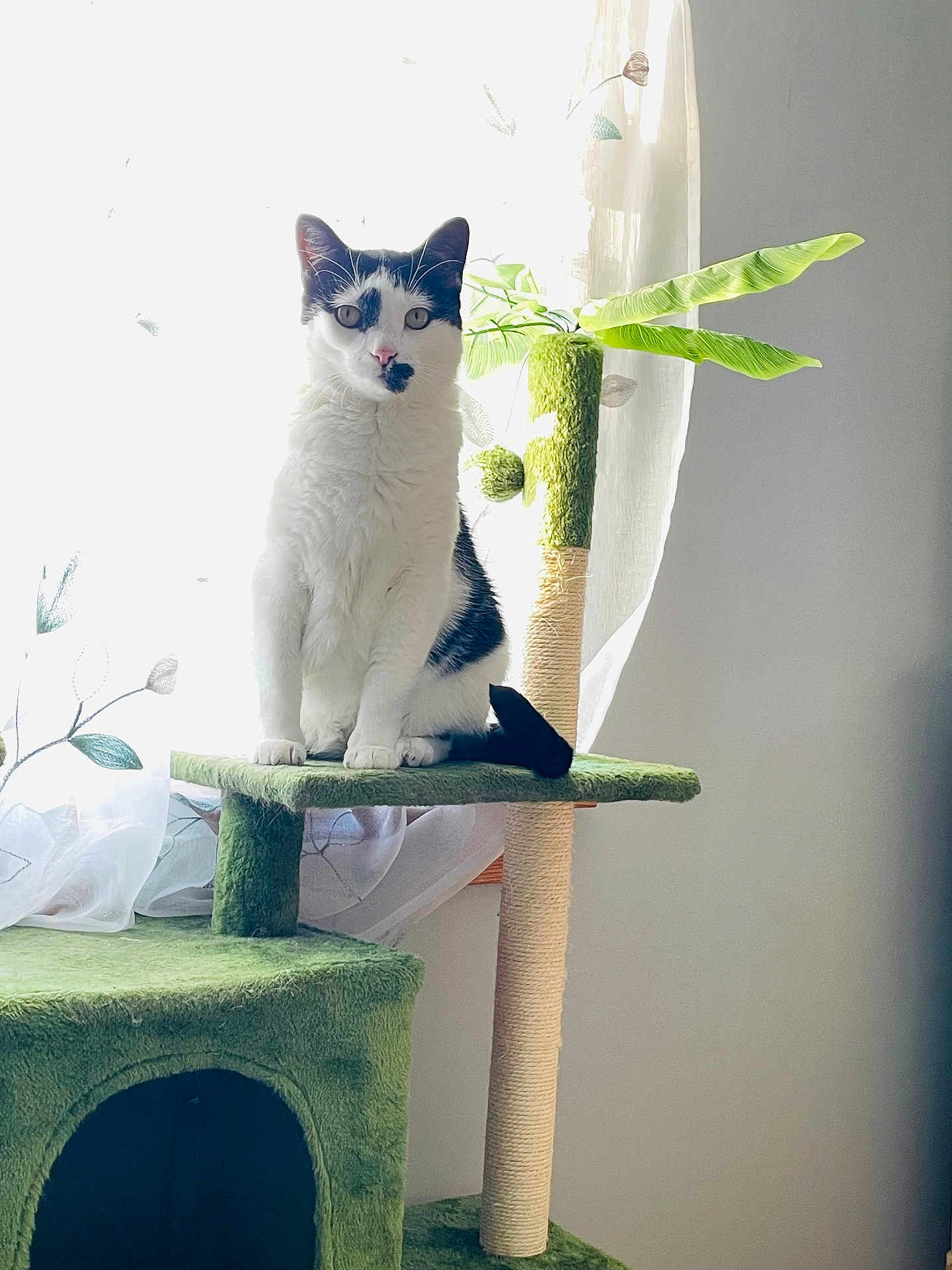 Joy joined the competition — help win amazing prizes! cat, black_and_white, feline, cat_tree, scratching_post, window, curtain, indoor, pet, sitting, portrait, whiskers, paws, leafy_plant, sunlight, home_interior, cozy, gaze, column, fur