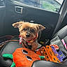 Riley is registered to the contest to win money with this photo: dog, small_dog, bandana, car_seat, plush_toy, car_interior, window, cloudy_sky, orange_toy, car, pet_accessories, halloween_theme, seat, leather_seat, door_handle, seatbelt, toy, cute_dog, animal, pet