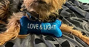 Riley joined the competition — help win amazing prizes! dog, toy, bed, blue, love_and_light, puppy, small_dog, fur, pet, indoor, cute, animal, lying_down, collar, blanket, resting, brown, black, face, ears