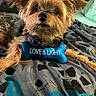 dog, toy, bed, blue, love_and_light, puppy, small_dog, fur, pet, indoor, cute, animal, lying_down, collar, blanket, resting, brown, black, face, ears