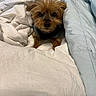 Riley is registered to the contest to win money with this photo: dog, blanket, bed, cozy, fur, small_dog, cute, indoor, pet, snuggled, warm, resting, fur_texture, animal, comfort, sleepy, cute_pet, closeup, soft, domestic_animal