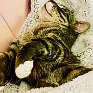 Dash is registered to the contest to win money with this photo: animal, blanket, cat, comfort, cozy, cute, domestic_cat, fur, furry, indoor, nap, paws, peaceful, pet, relaxing, resting, sleeping, soft, tabby, whiskers