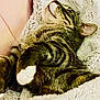 animal, blanket, cat, comfort, cozy, cute, domestic_cat, fur, furry, indoor, nap, paws, peaceful, pet, relaxing, resting, sleeping, soft, tabby, whiskers