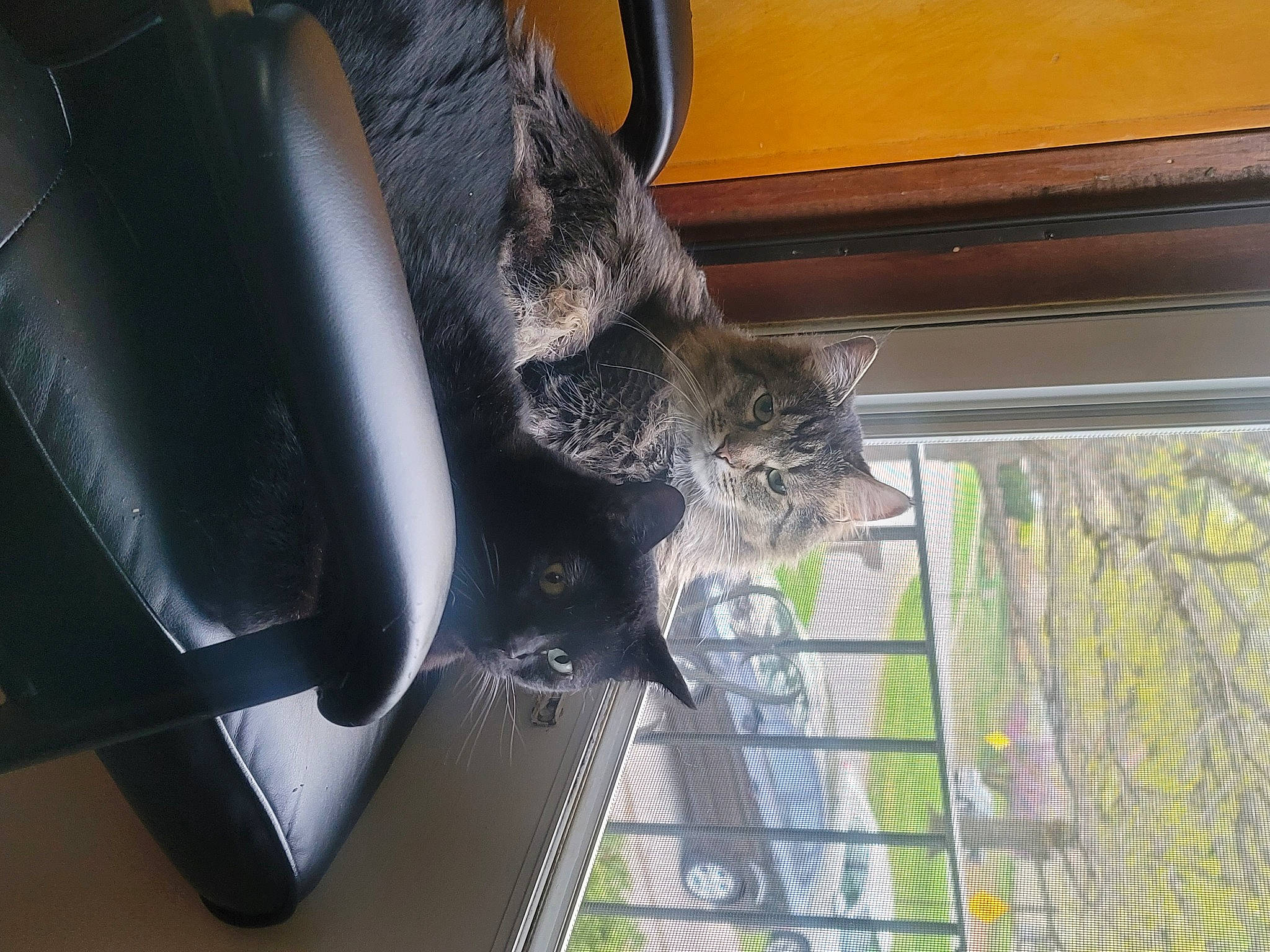 Chiaotzu joined the competition — help win amazing prizes! auto_part, automotive_exterior, automotive_tire, bumper, carnivore, cat, domestic_short_haired_cat, felidae, fender, fur, plant, rim, small_to_medium_sized_cats, snout, tail, tree, vehicle, vehicle_door, whiskers, window