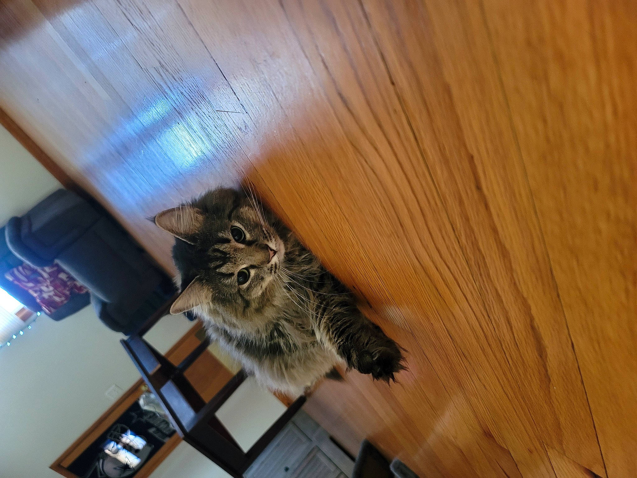 Chiaotzu joined the competition — help win amazing prizes! bookcase, brown, carnivore, cat, domestic_short_haired_cat, fawn, felidae, floor, flooring, fur, hardwood, house, laminate_flooring, plywood, shelf, small_to_medium_sized_cats, tail, whiskers, wood, wood_stain