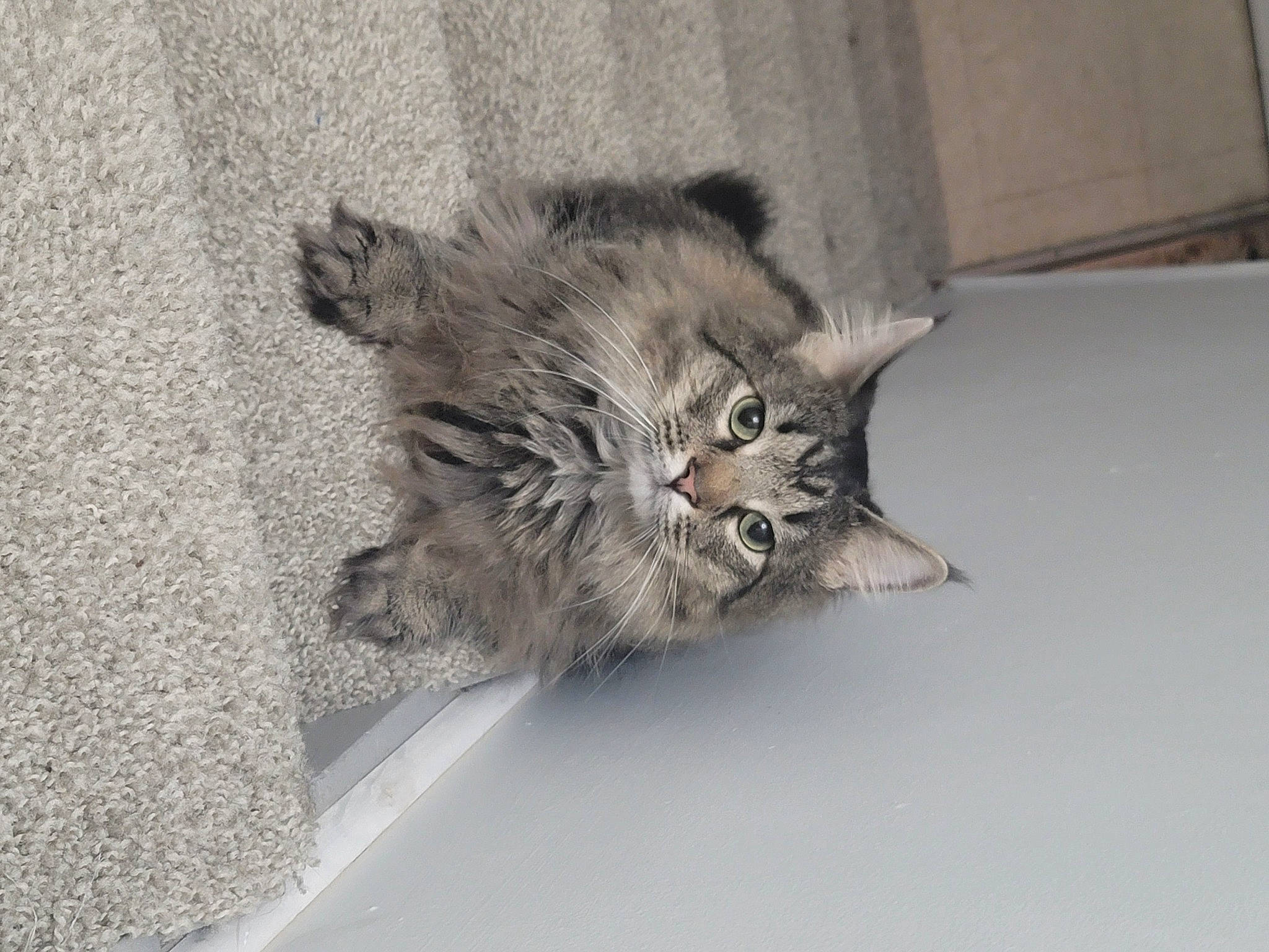 Chiaotzu is registered to the contest to win money with this photo: carnivore, cat, claw, domestic_short_haired_cat, felidae, flooring, fur, grey, paw, small_to_medium_sized_cats, tail, terrestrial_animal, whiskers, window