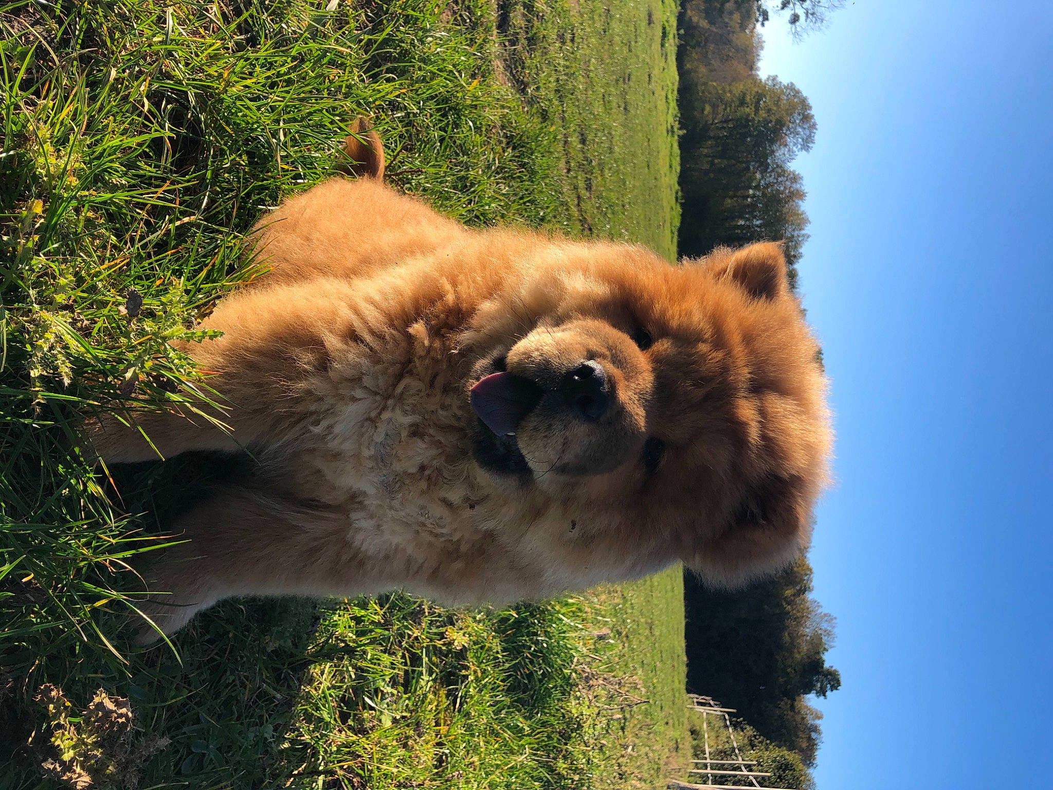 Rajah a rejoint le concours — aidez-le/la à gagner de superbes lots ! canidae, carnivore, chow_chow, dog, dog_breed, eurasier, fawn, finnish_spitz, fur, non_sporting_group, plant, pomeranian, snout, sporting_group, wildlife