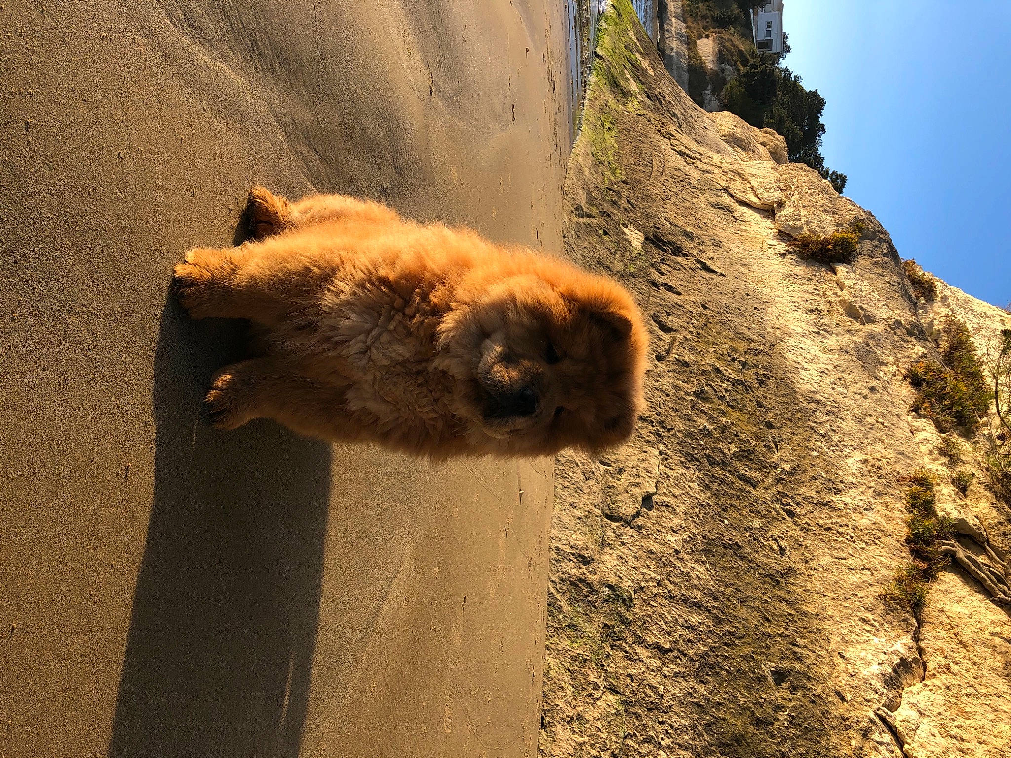 Rajah a rejoint le concours — aidez-le/la à gagner de superbes lots ! fawn, primate