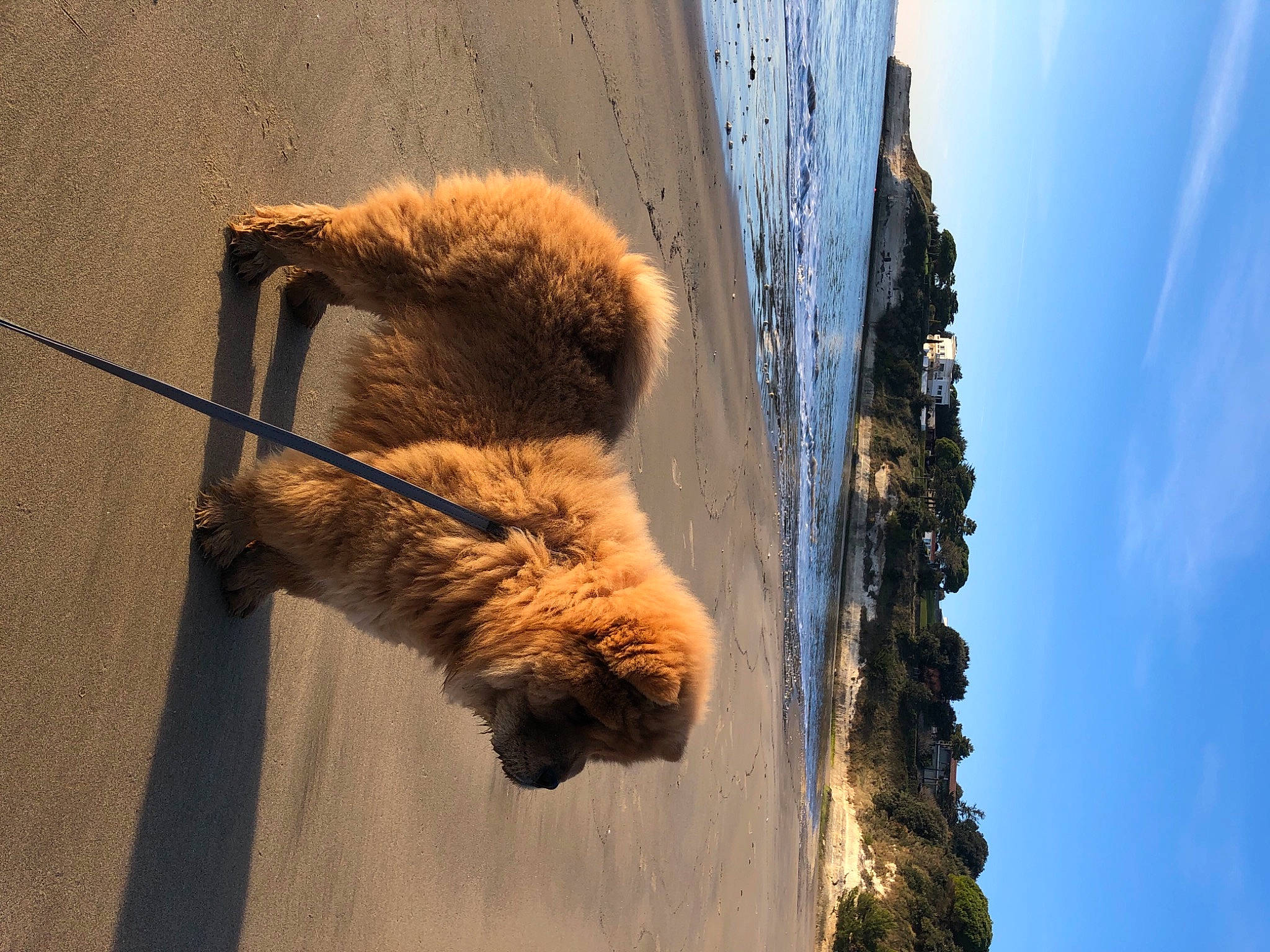 Rajah participe au concours pour gagner de l'argent avec cette photo : carnivore, fawn, sky, snout, wildlife, zoo