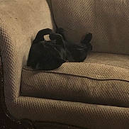 Bubbles joined the competition — help win amazing prizes! cat, black_cat, sofa, couch, upholstery, pet, sleeping, nap, indoor, living_room, paw, cushion, furniture, cozy, relaxed, reclining, domestic_animal, animal, cute, whiskers