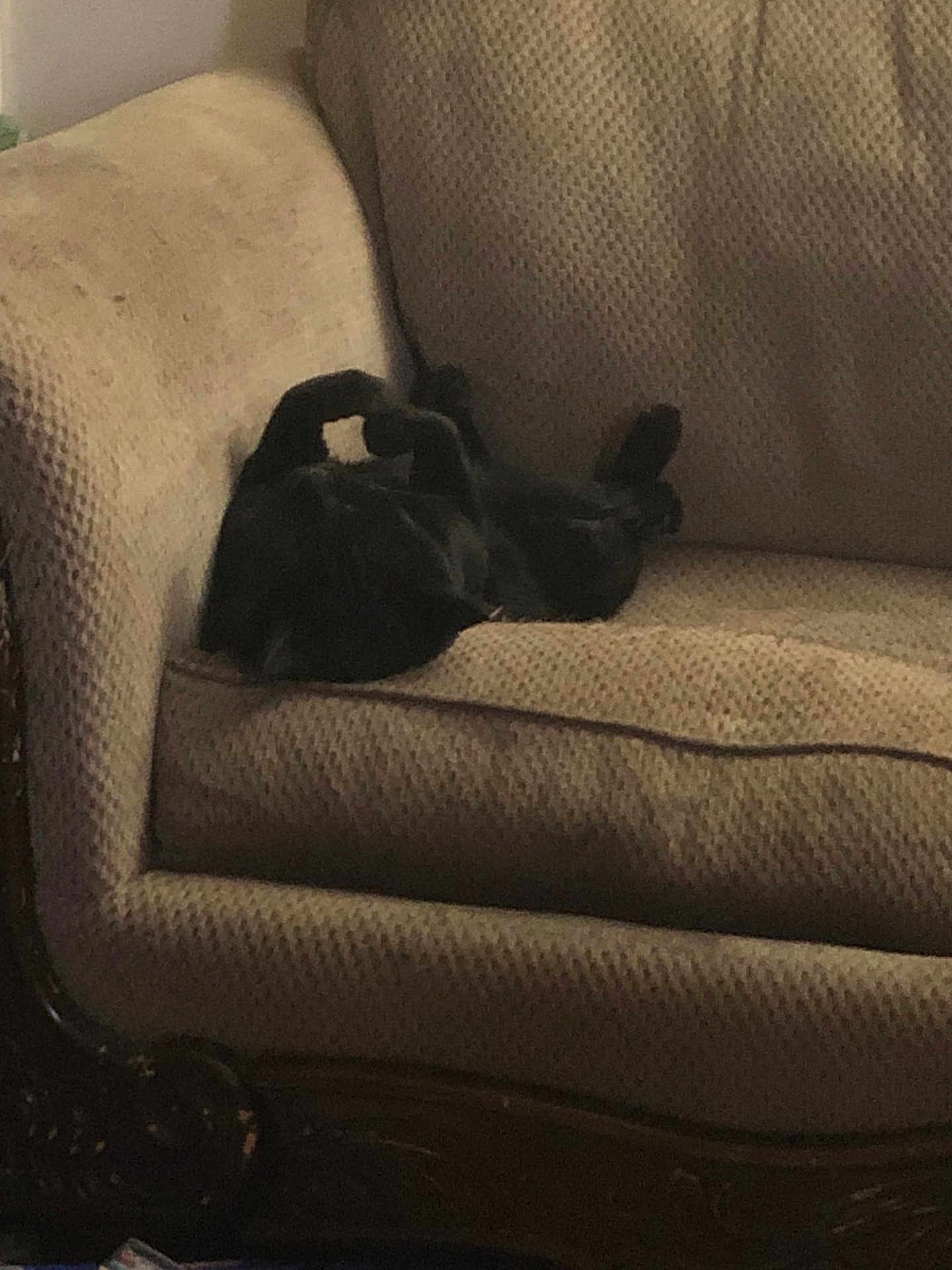 Bubbles joined the competition — help win amazing prizes! cat, black_cat, sofa, couch, upholstery, pet, sleeping, nap, indoor, living_room, paw, cushion, furniture, cozy, relaxed, reclining, domestic_animal, animal, cute, whiskers