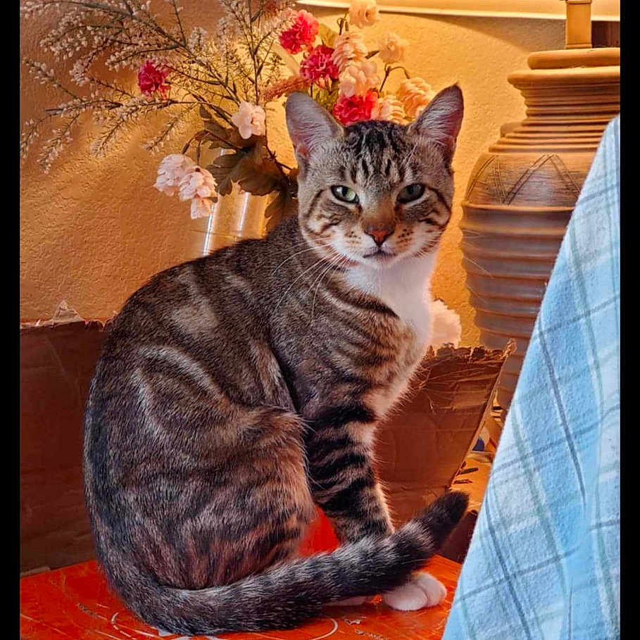 Ziggy is registered to the contest to win money with this photo: abyssinian, animal, art, cat, cushion, egyptiancat, envelope, floraldesign, flower, flowerarrangement, flowerbouquet, graphics, greetingcard, homedecor, kitten, mail, manx, pet, plant, pottedplant