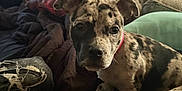 Piper joined the competition — help win amazing prizes! puppy, dog, spotted, blanket, indoor, cozy, curious, sitting, fur, pet, animal, young, collar, face, ears, comfort, home, furniture, soft_light, relaxed