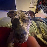 Piper is registered to the contest to win money with this photo: dog, indoor, close_up, couch, blanket, pillow, relaxed, speckled_coat, pet, animal, resting, furniture, bedroom, sleepy, snout, ears, companion, domestic, home, cute