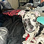 Piper joined the competition — help win amazing prizes! puppy, dog, bed, blanket, cushion, indoor, animal, pet, cute, spotty, face, ears, fur, eyes, resting, young, domestic, comfortable, furniture, home