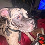 Piper is registered to the contest to win money with this photo: dog, pet, indoor, blanket, collar, animal, canine, spotted_coat, lying_down, close_up, brown_eyes, red_blanket, television, dim_light, decorations, halloween, ghost, spider_web, black_collar, furniture