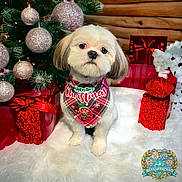 Benji joined the competition — help win amazing prizes! dog, christmas, holiday, bandana, gift, ornament, tree, decor, fluffy, white, cute, pet, animal, festive, red, green, background, furry, holiday_season, indoors