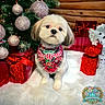 dog, christmas, holiday, bandana, gift, ornament, tree, decor, fluffy, white, cute, pet, animal, festive, red, green, background, furry, holiday_season, indoors
