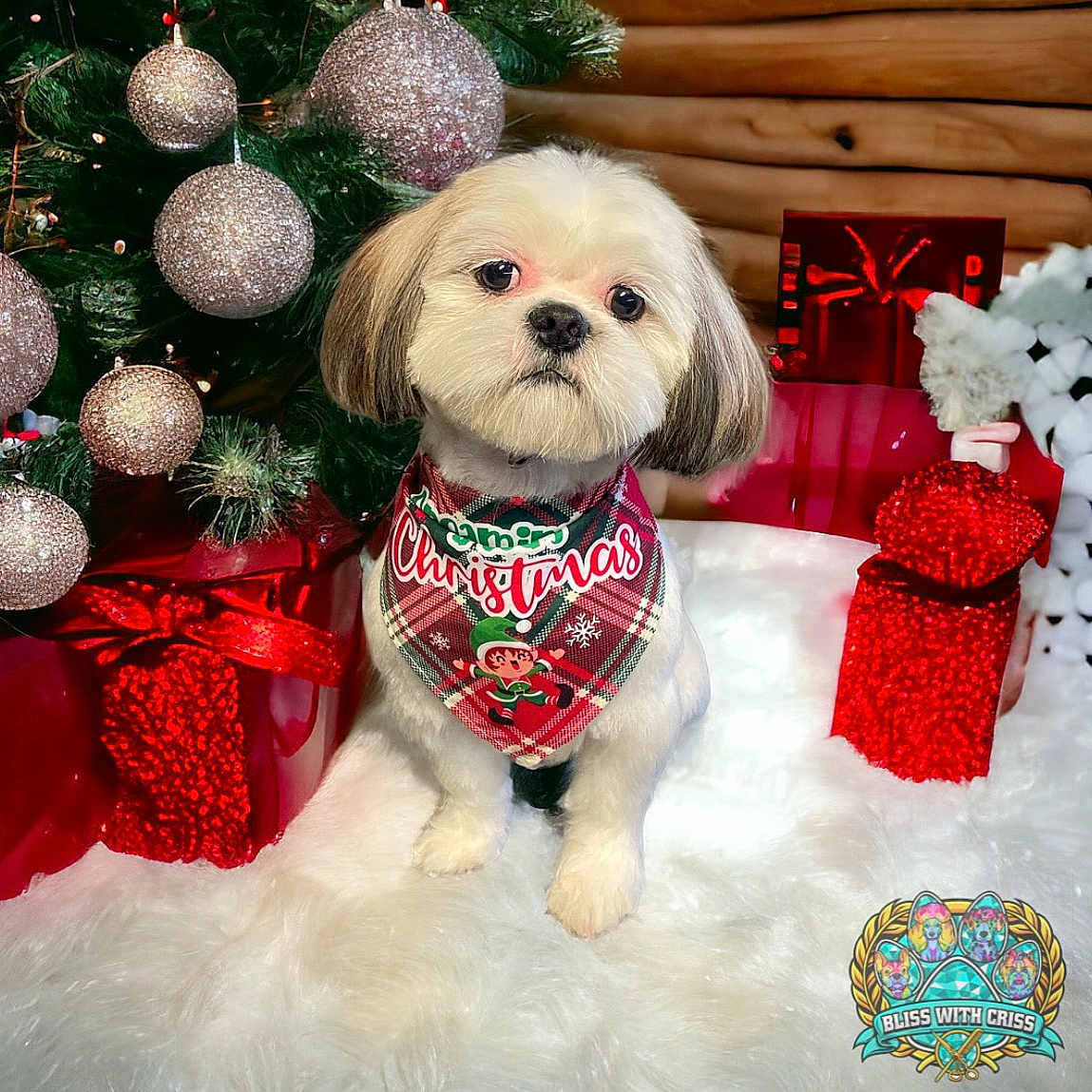 Benji joined the competition — help win amazing prizes! dog, christmas, holiday, bandana, gift, ornament, tree, decor, fluffy, white, cute, pet, animal, festive, red, green, background, furry, holiday_season, indoors