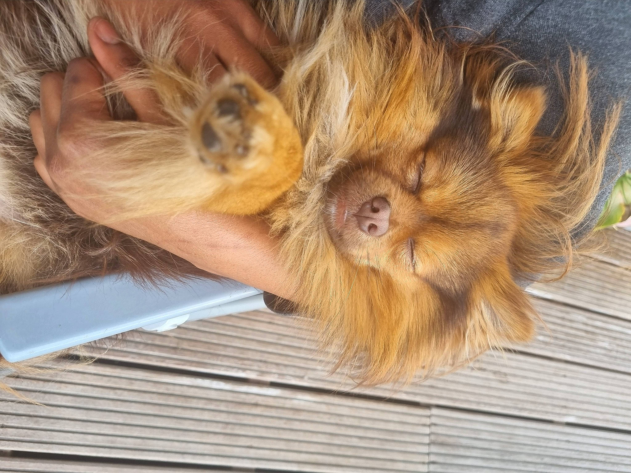 Clive joined the competition — help win amazing prizes! canidae, carnivore, claw, companion_dog, dog, dog_breed, ear, fawn, felidae, fur, liver, paw, snout, sporting_group, terrestrial_animal, toy_dog, whiskers, wood, working_animal