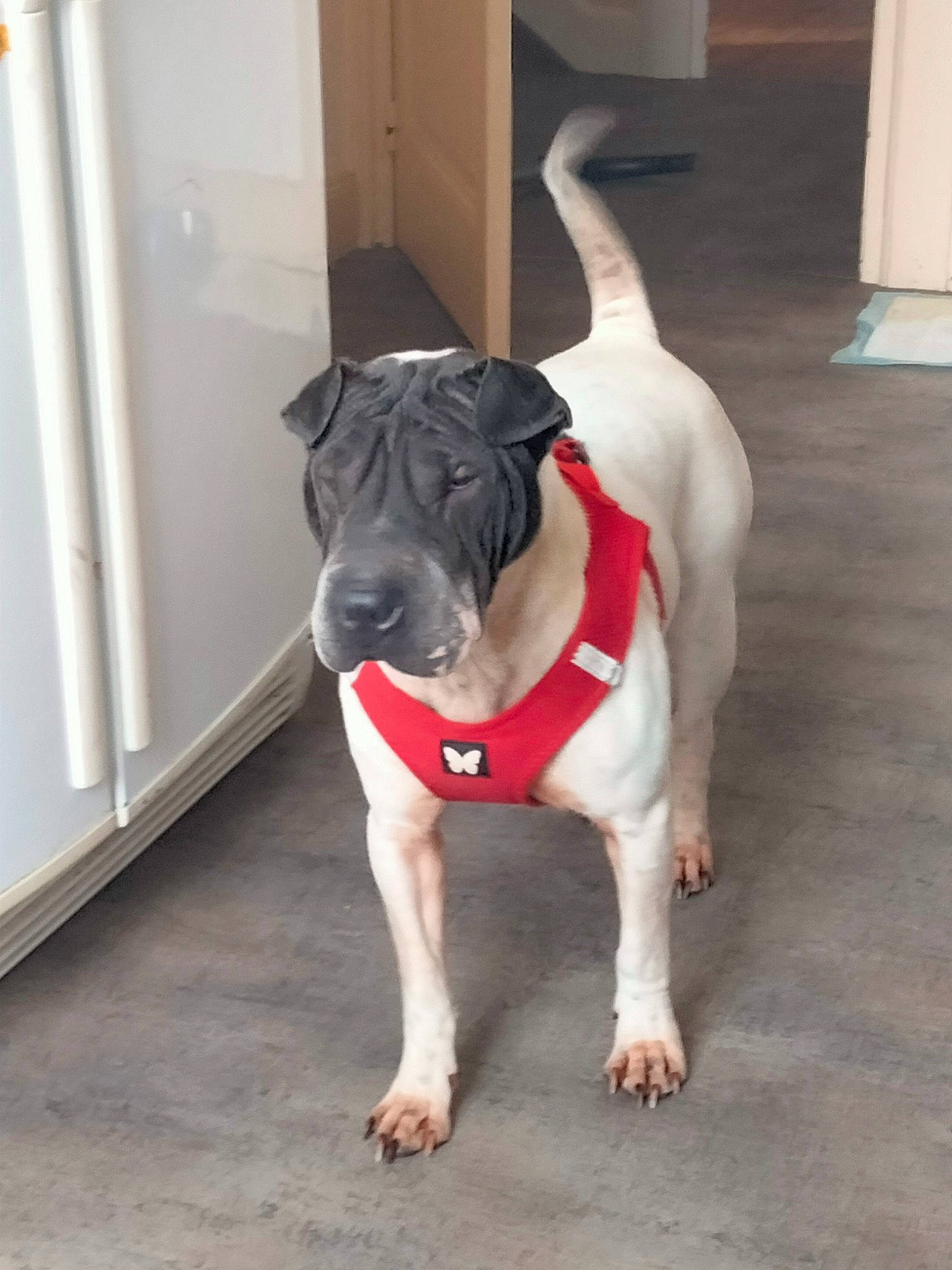 Riya a rejoint le concours — aidez-le/la à gagner de superbes lots ! canidae, carmine, carnivore, collar, companion_dog, dog, dog_breed, dog_clothes, dog_collar, dog_supply, door, fawn, flooring, guard_dog, paw, pet_supply, sporting_group, tail, toy_dog, working_animal