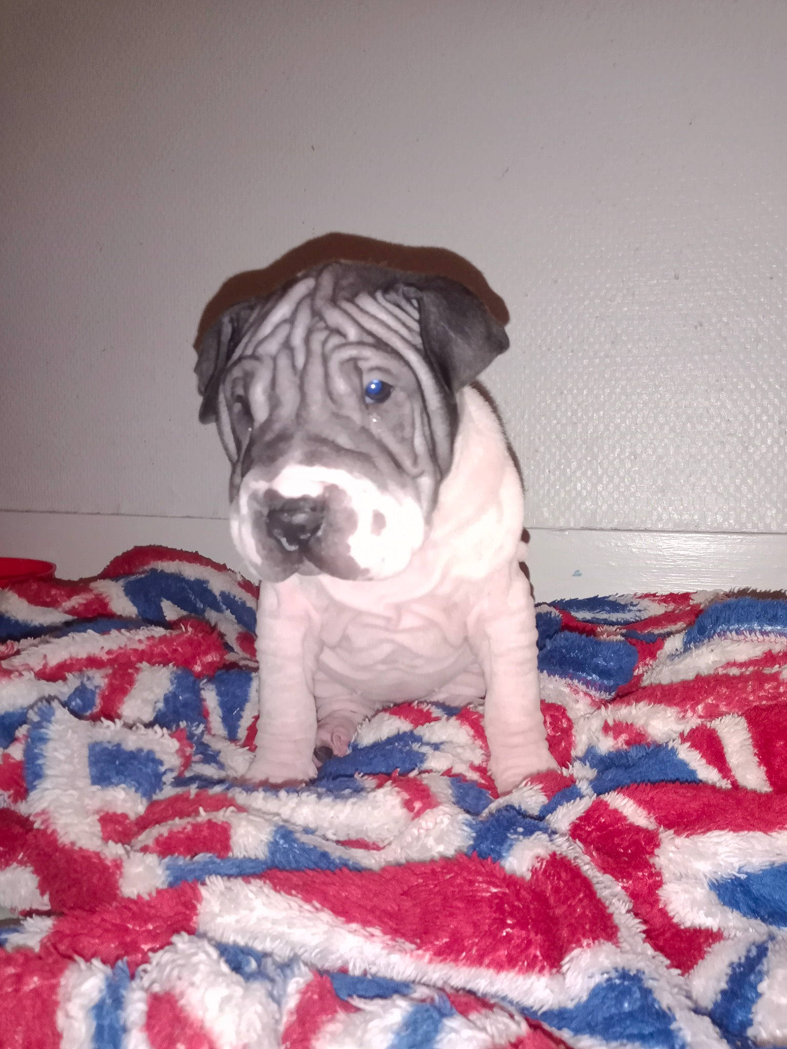 Riya participe au concours pour gagner de l'argent avec cette photo : canidae, carnivore, companion_dog, dog, dog_breed, dog_supply, electric_blue, fawn, flooring, fur, linens, molosser, pattern, pug, snout, sporting_group, toy, toy_dog, working_animal, wrinkle