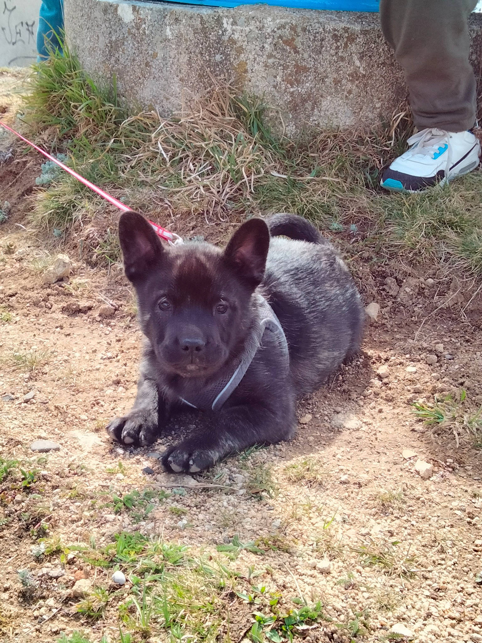 Haïko participe au concours pour gagner de l'argent avec cette photo : canidae, carnivore, companion_dog, dog, dog_breed, fawn, foot, grass, mexican_hairless_dog, non_sporting_group, peruvian_hairless_dog, plant, snout, soil, sporting_group, tail, terrestrial_animal, walking_shoe, working_animal