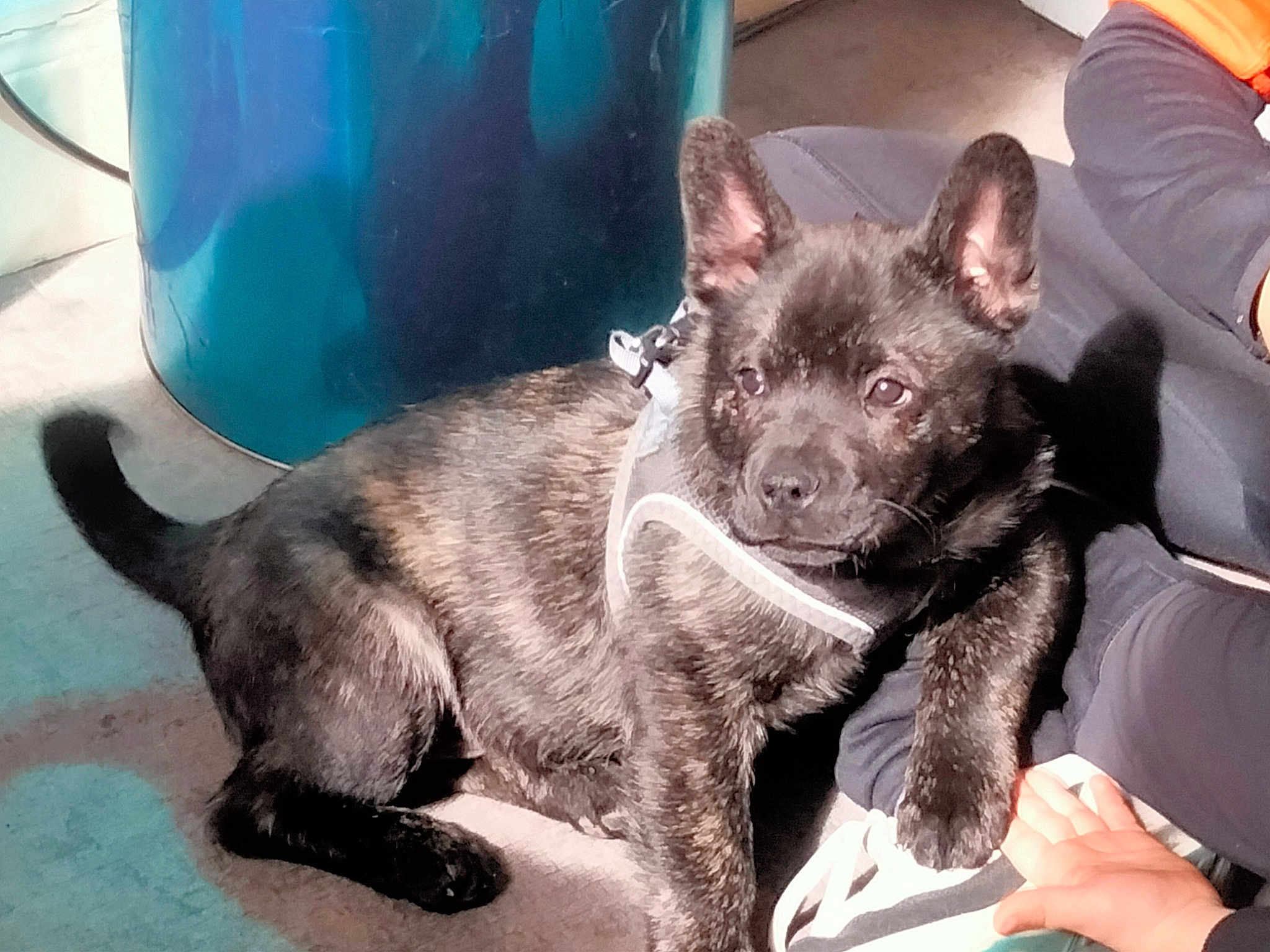 Haïko