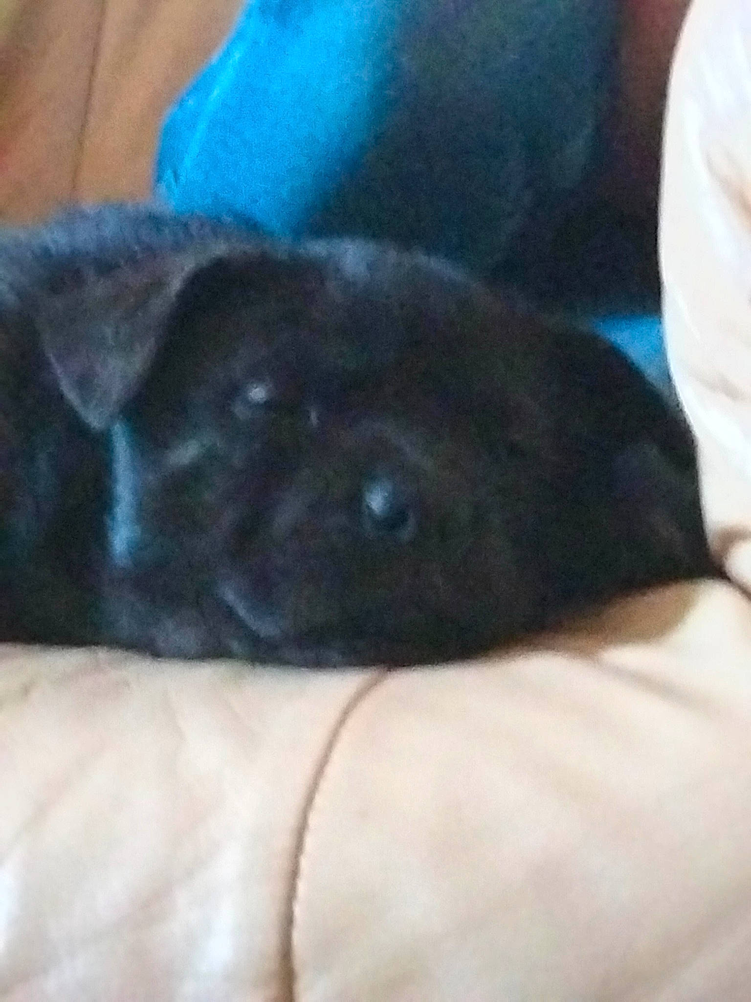 Haïko participe au concours pour gagner de l'argent avec cette photo : canidae, carnivore, cloud, comfort, companion_dog, dog, dog_breed, electric_blue, fawn, felidae, fur, liver, nap, paw, small_to_medium_sized_cats, snout, sporting_group, terrestrial_animal, whiskers, working_animal