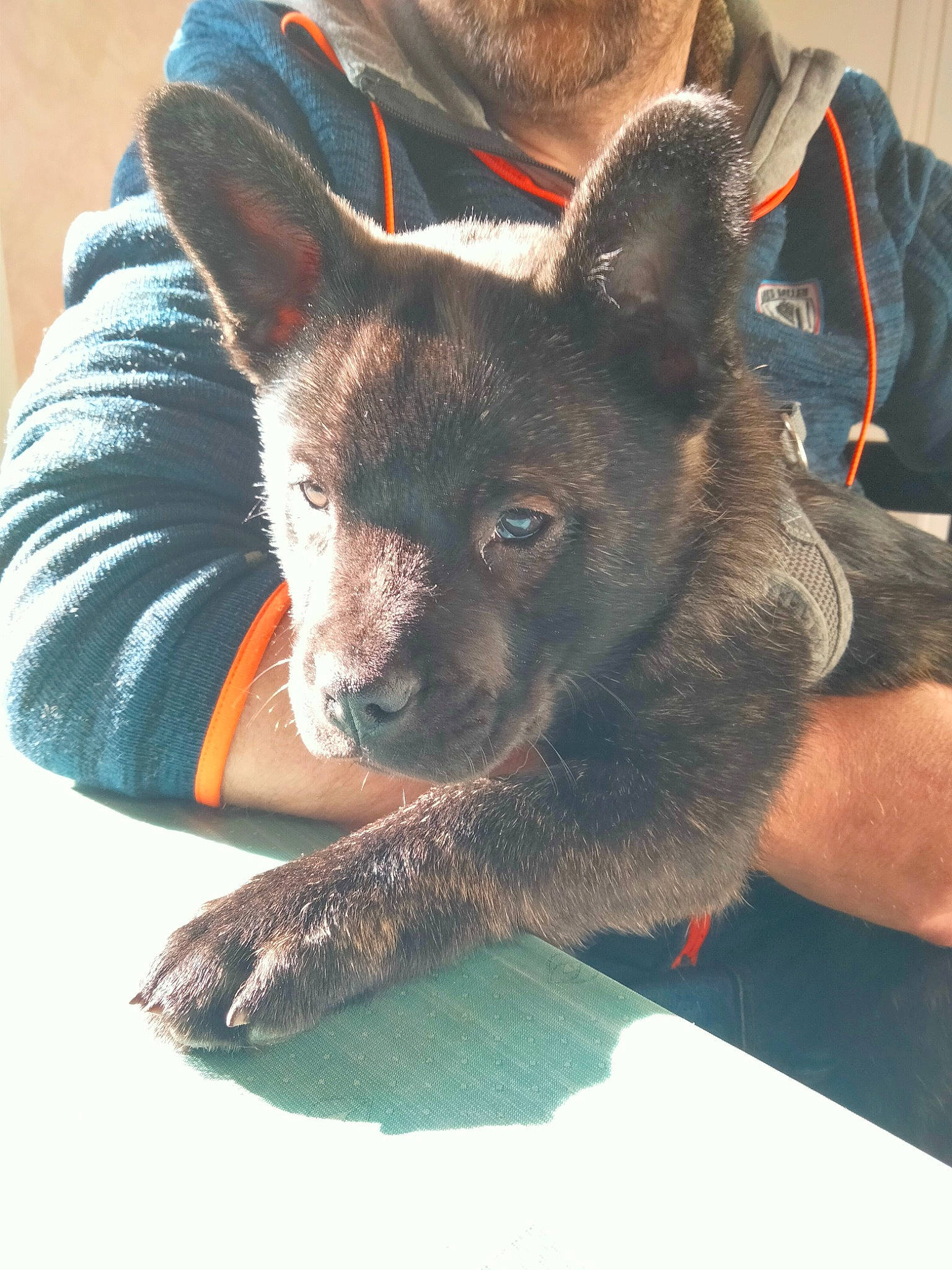 Haïko a rejoint le concours — aidez-le/la à gagner de superbes lots ! canidae, carnivore, comfort, companion_dog, dog, dog_breed, electric_blue, fawn, foot, fur, jaw, non_sporting_group, paw, puppy, snout, sporting_group, terrestrial_animal, whiskers, working_animal, working_dog