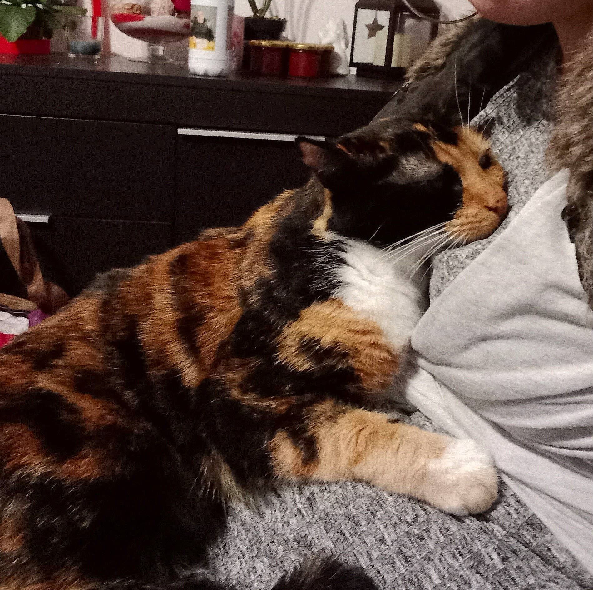 Rebelle participe au concours pour gagner de l'argent avec cette photo : cabinetry, carnivore, cat, chair, comfort, companion_dog, domestic_short_haired_cat, felidae, flooring, fur, houseplant, lap, metal, nap, paw, room, sleep, small_to_medium_sized_cats, tail, whiskers