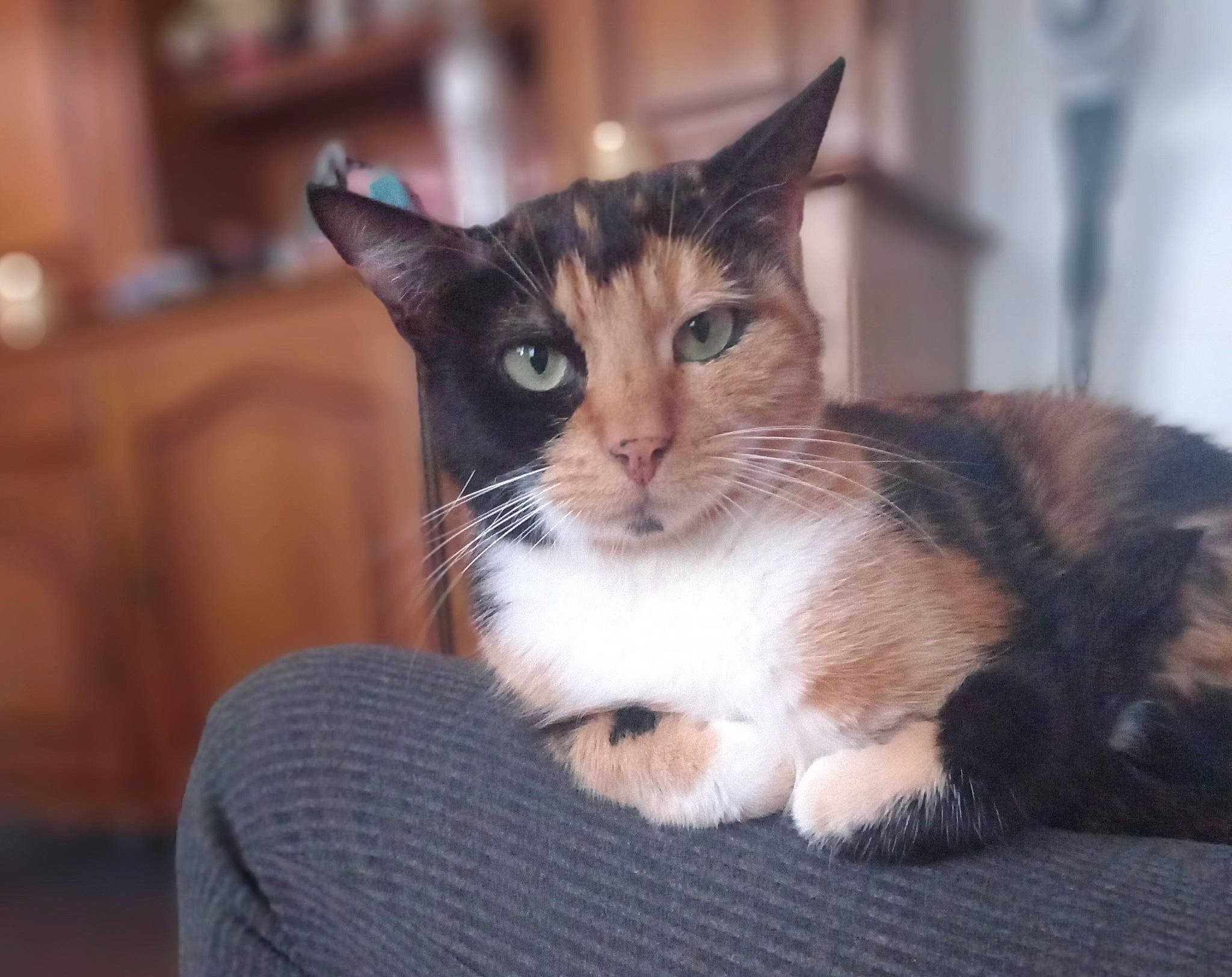 Rebelle a rejoint le concours — aidez-le/la à gagner de superbes lots ! carnivore, cat, claw, comfort, domestic_short_haired_cat, fawn, felidae, fur, hardwood, paw, sitting, small_to_medium_sized_cats, tail, whiskers, wood