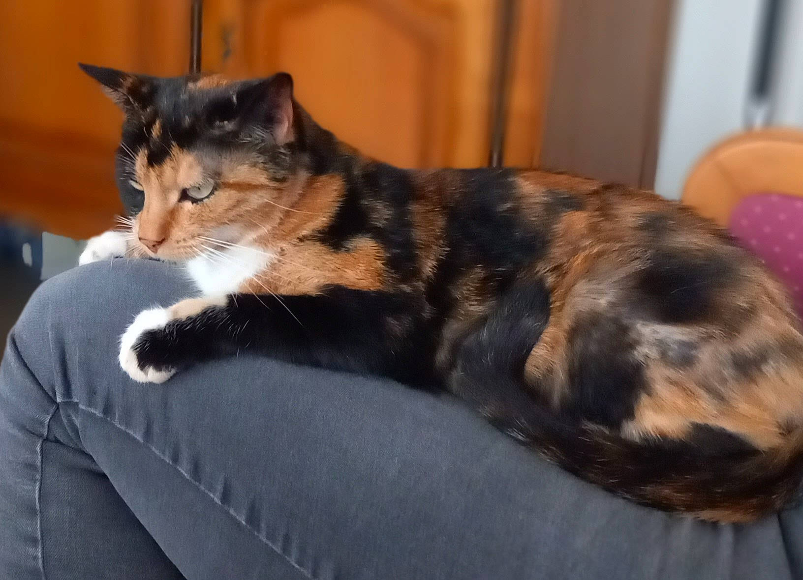 Rebelle a rejoint le concours — aidez-le/la à gagner de superbes lots ! carnivore, cat, cat_supply, claw, comfort, couch, domestic_short_haired_cat, eye, felidae, fur, lap, nap, paw, sitting, small_to_medium_sized_cats, snout, tail, whiskers, window