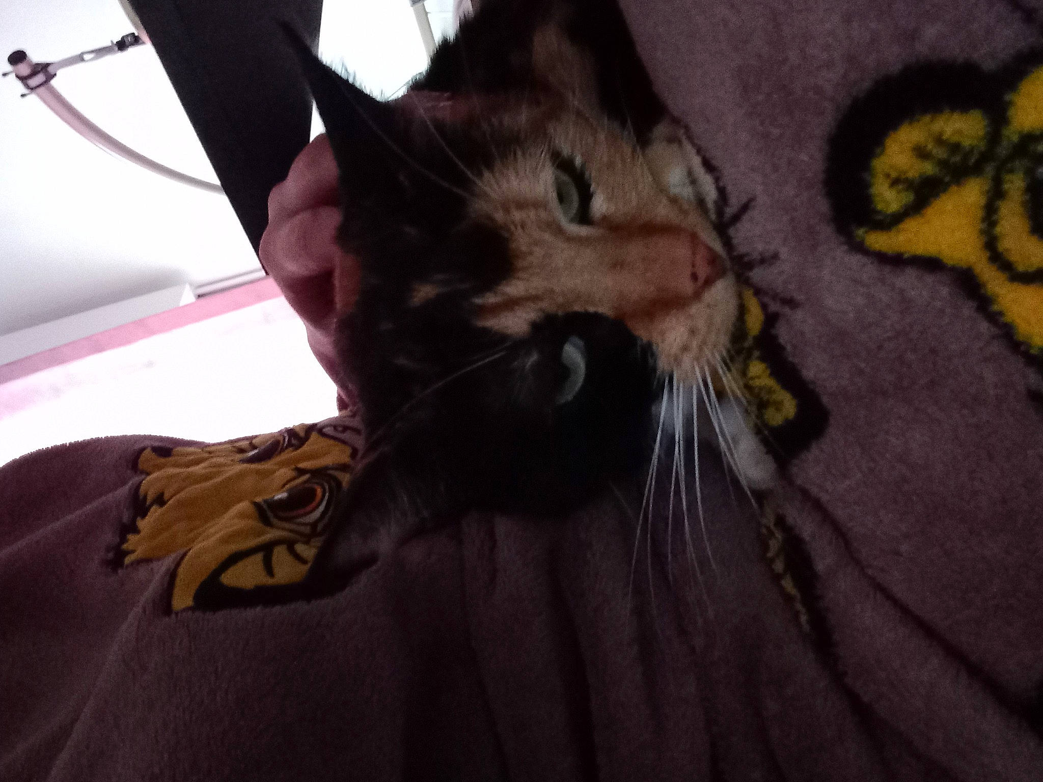 Rebelle a rejoint le concours — aidez-le/la à gagner de superbes lots ! bag, black_cat, carnivore, cat, claw, comfort, domestic_short_haired_cat, fawn, felidae, fur, gesture, human_leg, paw, small_to_medium_sized_cats, snout, tail, whiskers