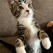 Baby is registered to the contest to win money with this photo: kitten, cat, pet, tabby, white_paws, whiskers, big_eyes, sitting, upright, indoor, couch, sofa, fur, closeup, portrait, cute, playful, curious, young, feline