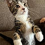 kitten, cat, pet, tabby, white_paws, whiskers, big_eyes, sitting, upright, indoor, couch, sofa, fur, closeup, portrait, cute, playful, curious, young, feline