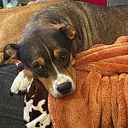 Mia Baker joined the competition — help win amazing prizes! animal, blanket, brown_dog, canine, comfort, couch, cow_print_blanket, cozy, dog, ear, fur, home, indoor, mammal, orange_blanket, paw, pet, relaxed, resting, snout