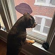 Mia Baker joined the competition — help win amazing prizes! dog, window, windowsill, indoor, brick_wall, screen, patch, paw, floor, light, shadow, curiosity, pet, looking_out, brown_dog, home, interior, quiet, daylight, animal