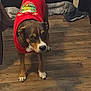 dog, pet, red_sweater, christmas, indoor, wooden_floor, curious, brown_dog, white_paws, canine, festive, clothing, animal, flooring, door, fabric, home, domestic, standing, looking_up